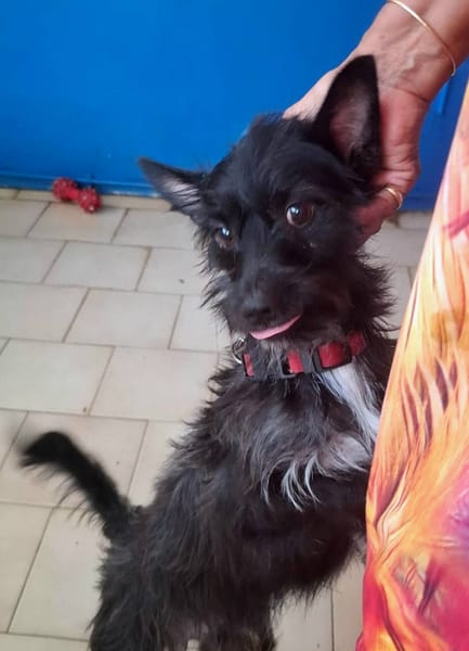 Nino, mâle croisé, né le 20/04/2025