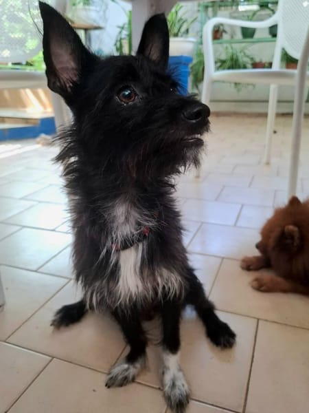 Nino, mâle croisé, né le 20/04/2025