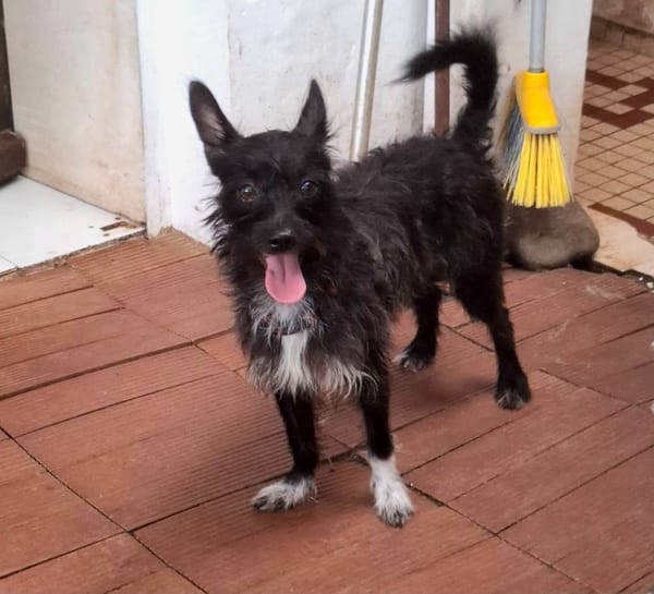 Nino, mâle croisé, né le 20/04/2025