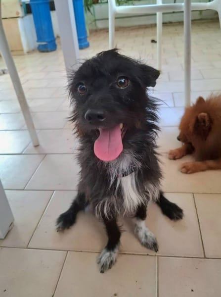 Nino, mâle croisé, né le 20/04/2025