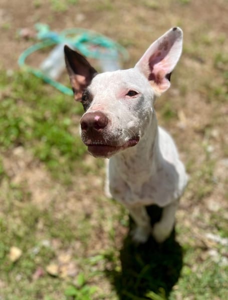 Neo, mâle croisé berger, né le 01/01/2025 🐶