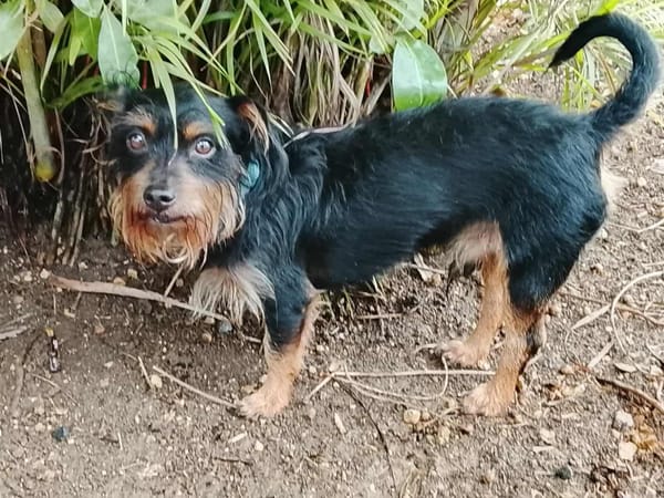 Mogwai, mâle X yorkshire terrier né le 10/10/2023🐶