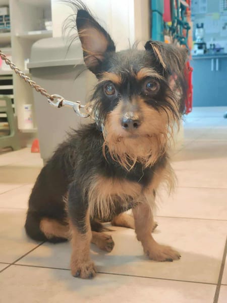 Mogwai, mâle X yorkshire terrier né le 10/10/2023🐶