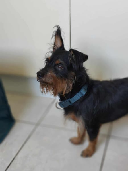 Mogwai, mâle X yorkshire terrier né le 10/10/2023🐶