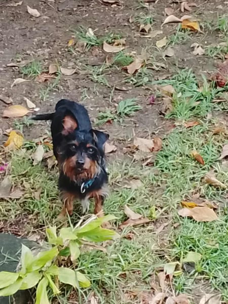 Mogwai, mâle X yorkshire terrier né le 10/10/2023🐶