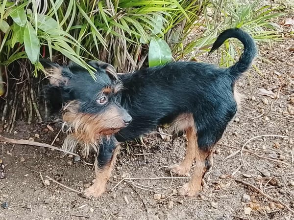 Mogwai, mâle X yorkshire terrier né le 10/10/2023🐶