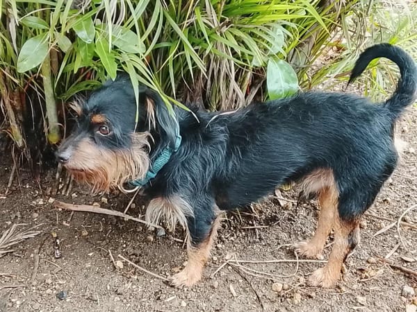 Mogwai, mâle X yorkshire terrier né le 10/10/2023🐶