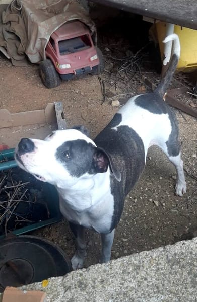 Marley, mâle croisé berger, né le 22/05/2021 🐶