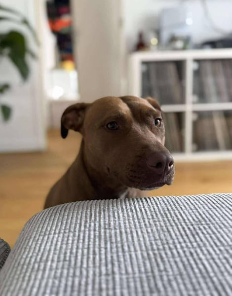 Brooklyn, femelle, Berger X Staffordshire Terrier (Décatégorisée par diagnose), née le 20/04/2022