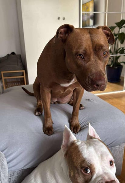 Brooklyn, femelle, Berger X Staffordshire Terrier (Décatégorisée par diagnose), née le 20/04/2022