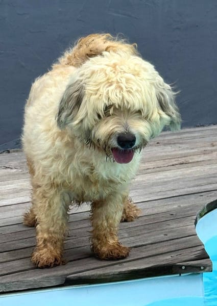 Baloulou, mâle croisé caniche, né le 20/10/2023