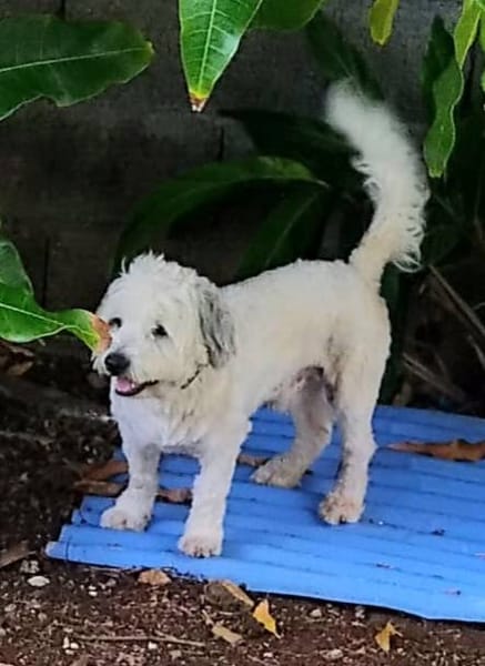 Baloulou, mâle croisé caniche, né le 20/10/2023