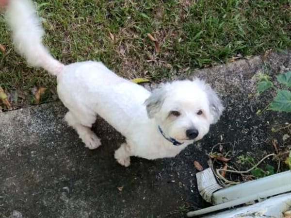 Baloulou, mâle croisé caniche, né le 20/10/2023