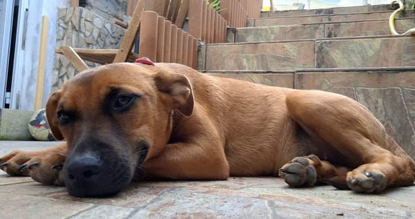 Ava, femelle, croisée berger, née le 25/04/2025