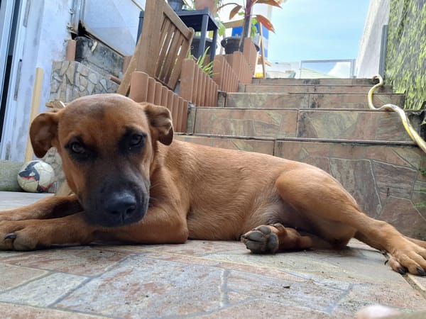 Ava, femelle, croisée berger, née le 25/04/2025