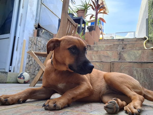 Ava, femelle, croisée berger, née le 25/04/2025