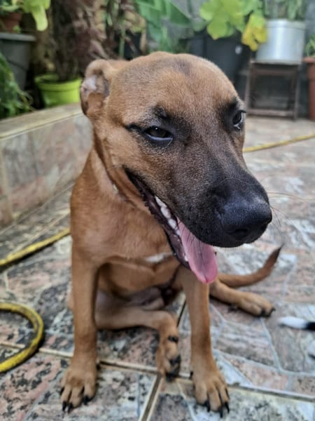 Ava, femelle, croisée berger, née le 25/04/2025