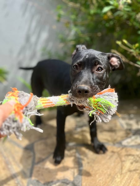 Rose, femelle croisée créole, née le 25/06/2025 🐶