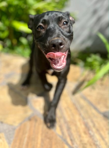 Rose, femelle croisée créole, née le 25/06/2025 🐶