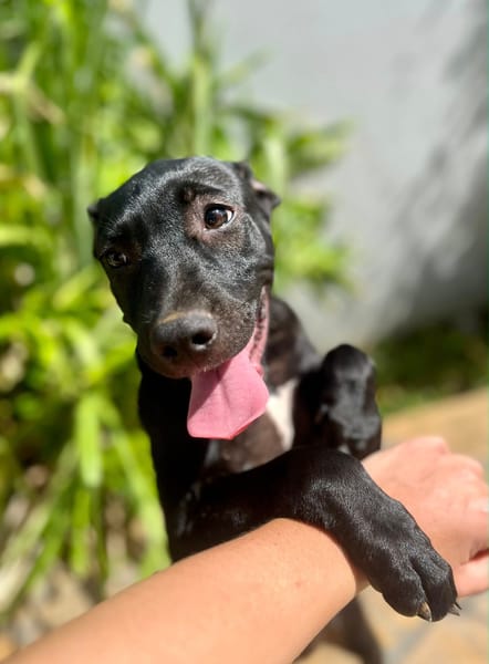 Rose, femelle croisée créole, née le 25/06/2025 🐶