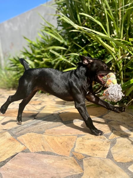 Rose, femelle croisée créole, née le 25/06/2025 🐶