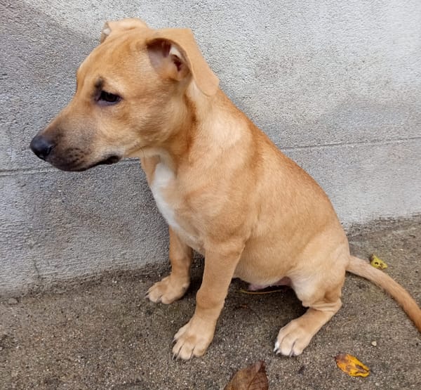 Néwis, mâle croisé berger, né le 15/06/2025 🐶