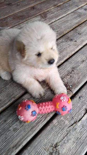 Mowgli, mâle X Bichon/spitz, né le 10/09/2025 🐶