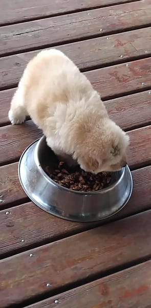 Mowgli, mâle X Bichon/spitz, né le 10/09/2025 🐶