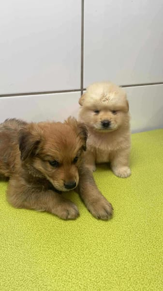 Mowgli, mâle X Bichon/spitz, né le 10/09/2025 🐶