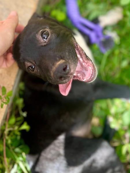 Lupin, mâle croisé créole, né le 25/06/2025 🐶