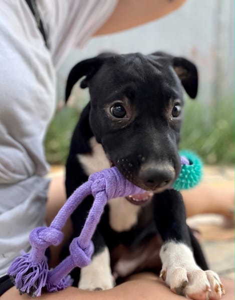 Lupin, mâle croisé créole, né le 25/06/2025 🐶