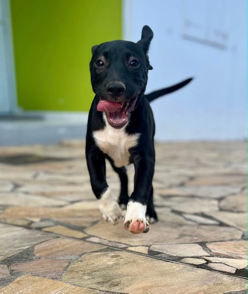 Lupin, mâle croisé créole, né le 25/06/2025 🐶