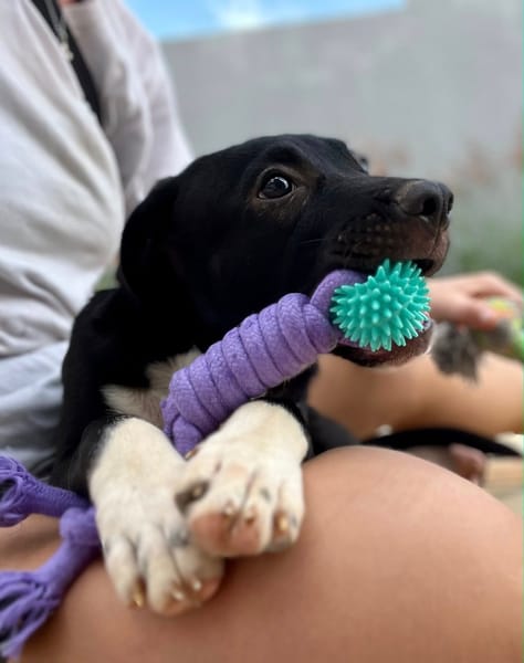 Lupin, mâle croisé créole, né le 25/06/2025 🐶