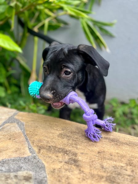 Lupin, mâle croisé créole, né le 25/06/2025 🐶