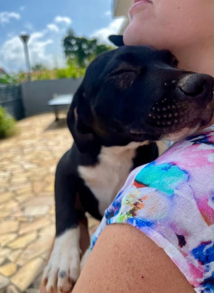 Lupin, mâle croisé créole, né le 25/06/2025 🐶