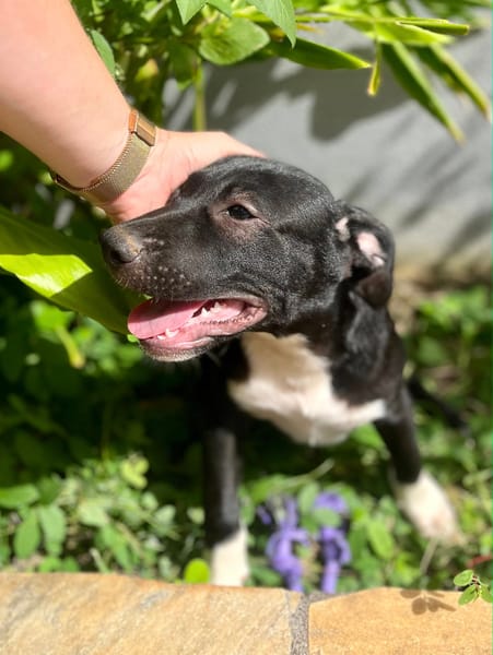 Lupin, mâle croisé créole, né le 25/06/2025 🐶