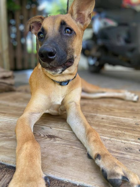 Lionne, femelle berger, née le 15/06/2025