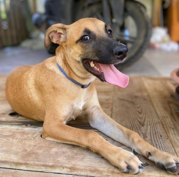 Lionne, femelle berger, née le 15/06/2025