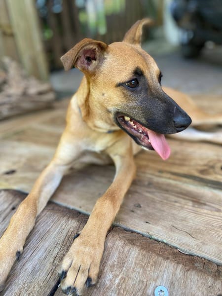 Lionne, femelle berger, née le 15/06/2025