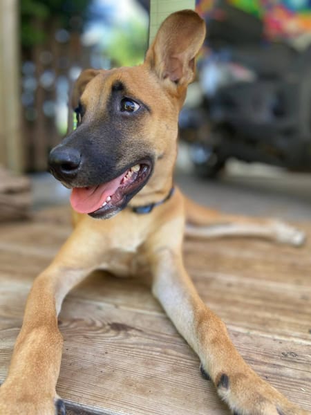 Lionne, femelle berger, née le 15/06/2025