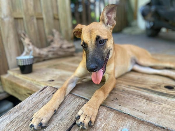 Lionne, femelle berger, née le 15/06/2025