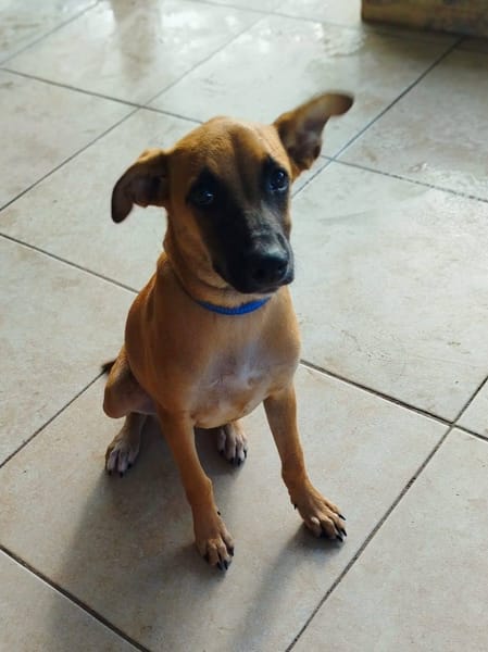 Lionne, femelle berger, née le 15/06/2025