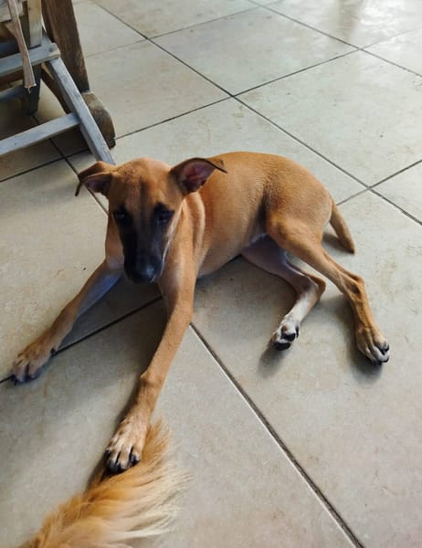 Lionne, femelle berger, née le 15/06/2025