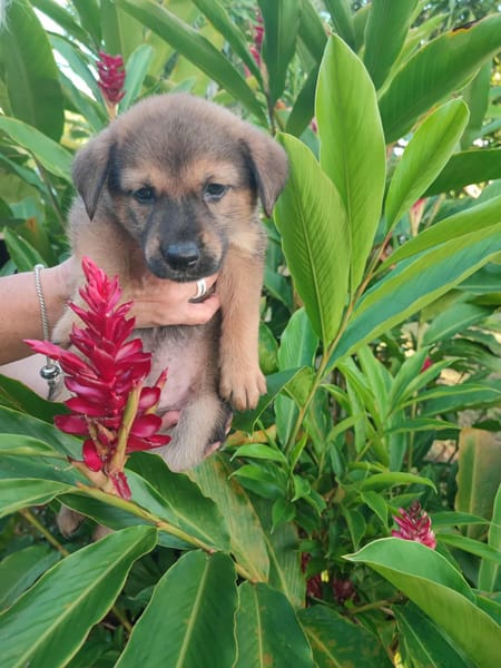 Licia, femelle X berger née le 01/09/2025 🐶