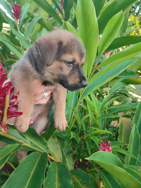 Licia, femelle X berger née le 01/09/2025 🐶