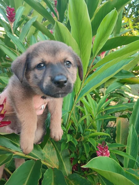 Licia, femelle X berger née le 01/09/2025 🐶