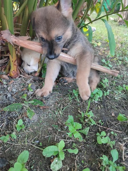 Licia, femelle X berger née le 01/09/2025 🐶