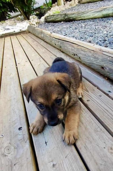 Licia, femelle X berger née le 01/09/2025 🐶