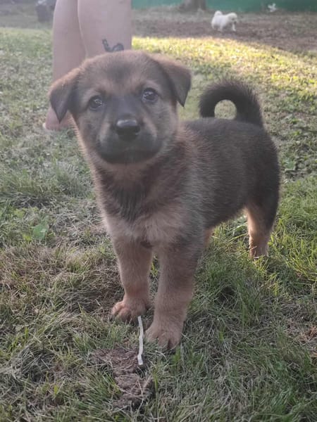 Licia, femelle X berger née le 01/09/2025 🐶