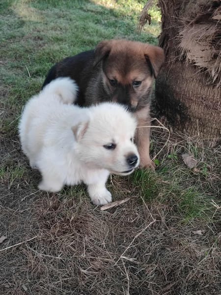 Licia, femelle X berger née le 01/09/2025 🐶